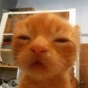 Meet your Posher, Manuela